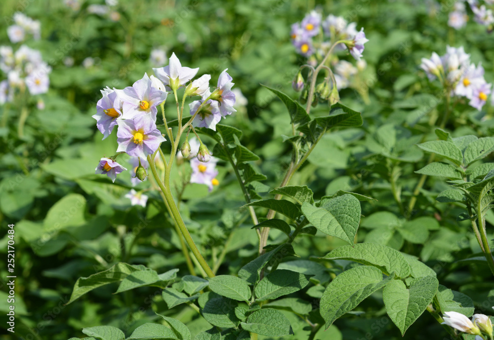 White purple flowers of potato plants. Potato flowers bloom. White purple flowers of potato plants. Potato flowers bloom.