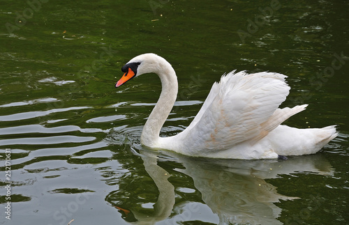 mute swan swimming in lake