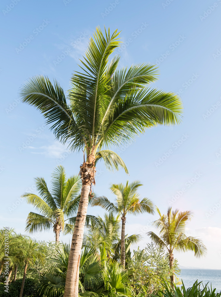 Palm Trees Against Blue Sky