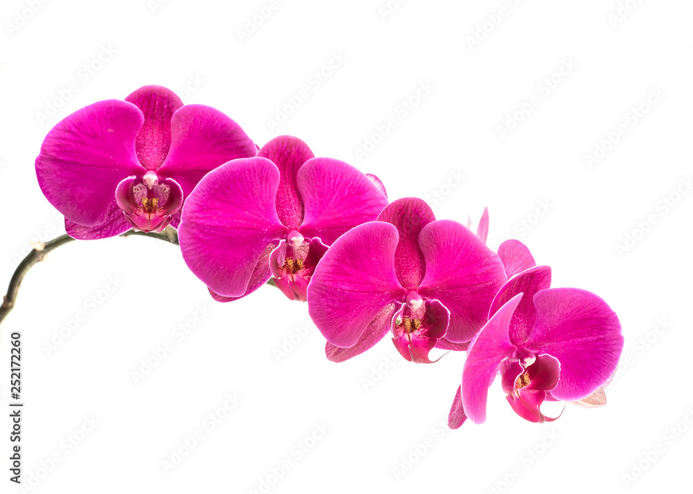 Obraz premium orchidea na białym tle