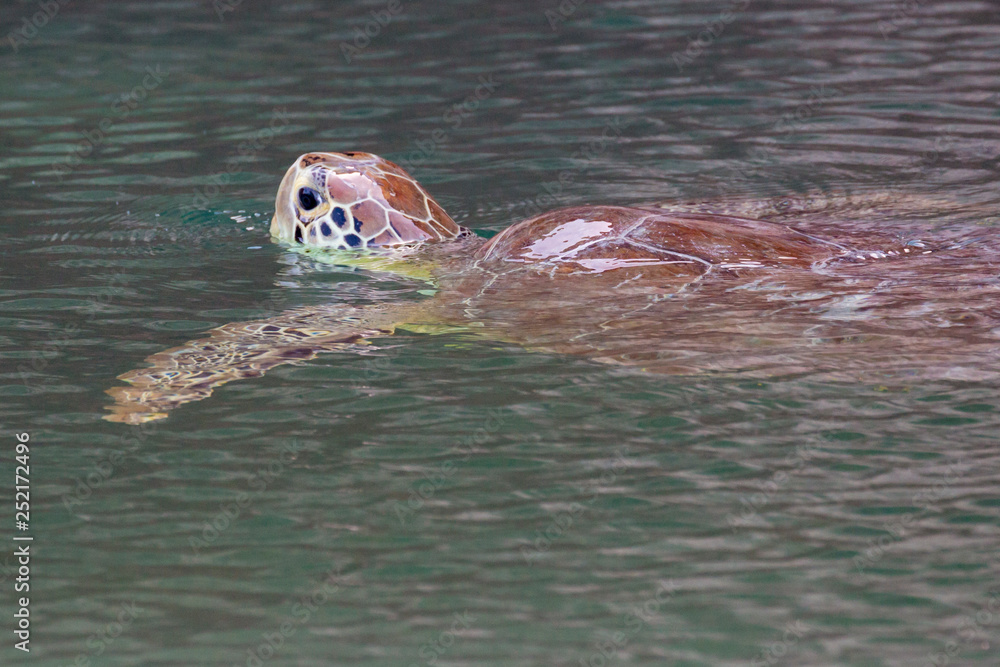 Obraz premium A wild green sea turtle swimming around the moat outside of Fort Jefferson in Dry Tortugas National Park (Florida).