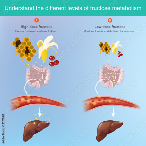 Fructose comes from the fruit and can be absorbed into the blood stream.