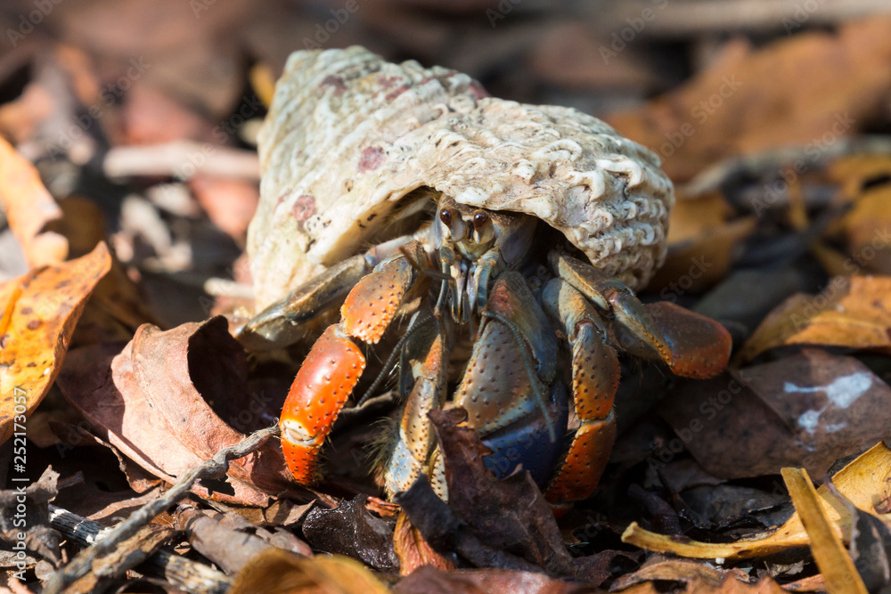 A wild hermit crab in the leaves outside of Fort Jefferson in Dry Tortugas National Park (Florida). A wild hermit crab in the leaves outside of Fort Jefferson in Dry Tortugas National Park (Florida).