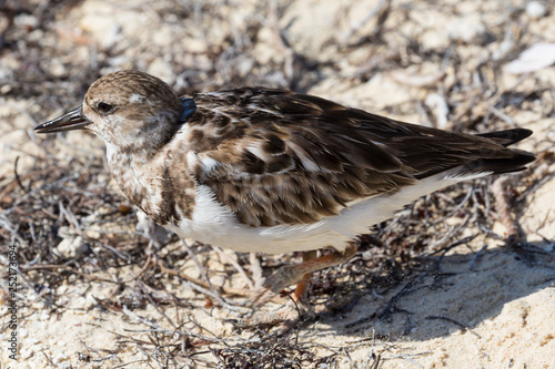 Wild Ruddy Turnstone (bird) outside of Fort Jefferson in Dry Tortugas National Park (Florida).