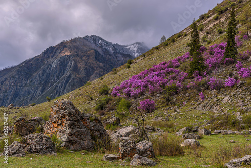 rhododendron mountain spring overcast photo