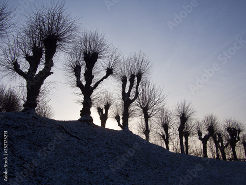 liem trees, avenue, enns, austria photo