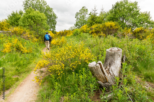 Two hikers follow the way to santiago de Compostela which sinks into the flowering broom on the Aubrac plateau photo