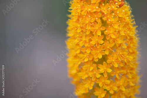 オレンジ色のブルビネラ