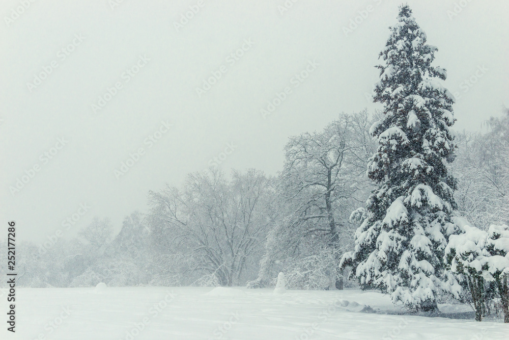 Gray winter dull landscape - bare trees and snow drifts Gray winter dull landscape - bare trees and snow drifts