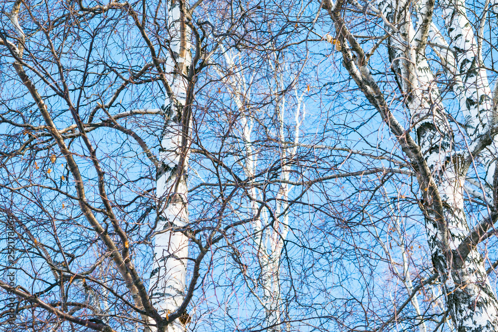 Trunks and branches of birches with white birch bark in a birch grove against the blue sky Trunks and branches of birches with white birch bark in a birch grove against the blue sky