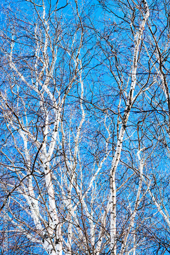 Trunks and branches of birches with white birch bark in a birch grove against the blue sky
