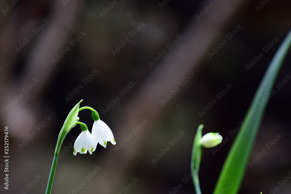 custom made wallpaper toronto digitalスノーフレークの花