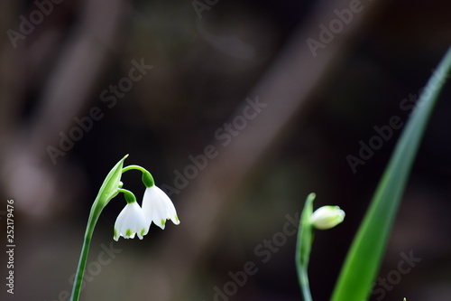 Wallpaper Mural スノーフレークの花 Torontodigital.ca