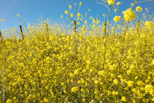 Wild Mustard