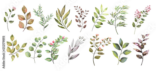 Watercolor illustration.  Botanical collection. Set of wild and garden herbs. Flowers  leaves  branches and other natural elements.