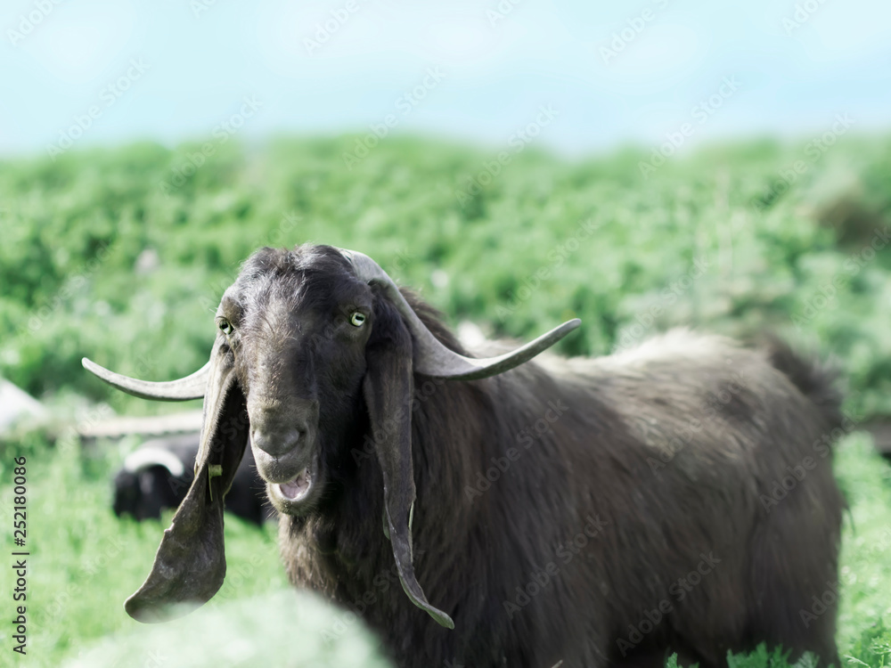 Portrait of a black goat looking at the camera against the sky and mountain background Portrait of a black goat looking at the camera against the sky and mountain background