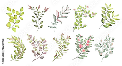 Watercolor illustration. Botanical collection. Set of wild and garden herbs. Flowers, leaves, branches and other natural elements.