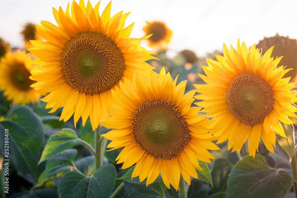 Beautiful yellow summer sunflower flowers against the sky, stunning landscape. Field of sunflowers