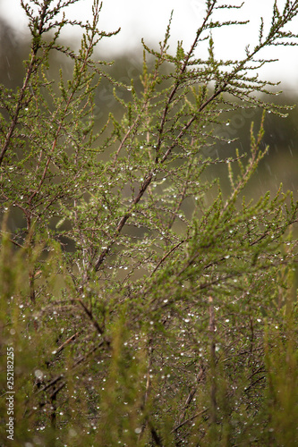 Rain Caught on green branches