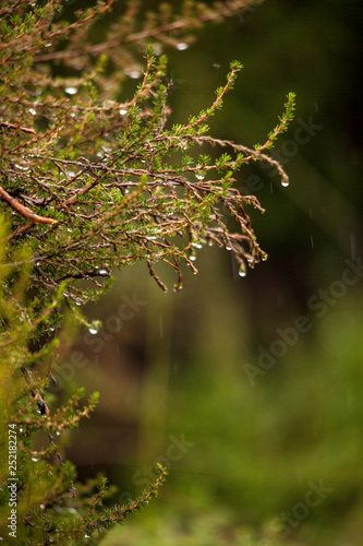 Droplets of rain caught on branches