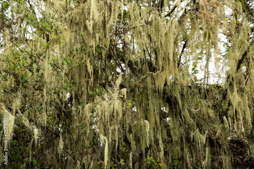 Long moss growing on trees