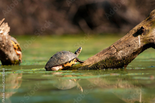 Indian roofed turtle  Pangshura tecta  Bharatpur  Rajasthan  India.