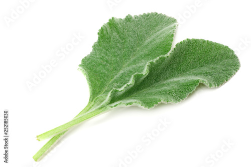 sage leaves isolated on white background. green leaves