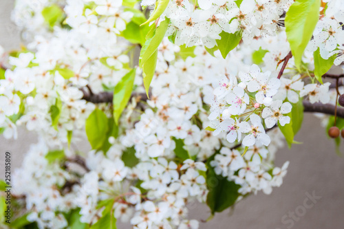 Blooming white Yoshino Cherry branch on a concrete wall background photo