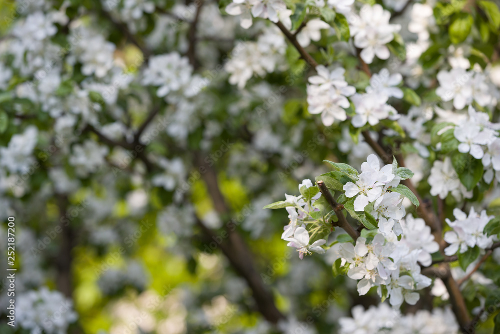 Spring blossom: branches of a blossoming apple tree on sky background. White apple tree flowers on nature background.