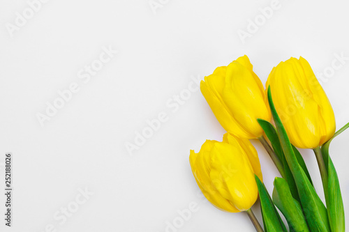 Fresh tulip flowers isolated on white background
