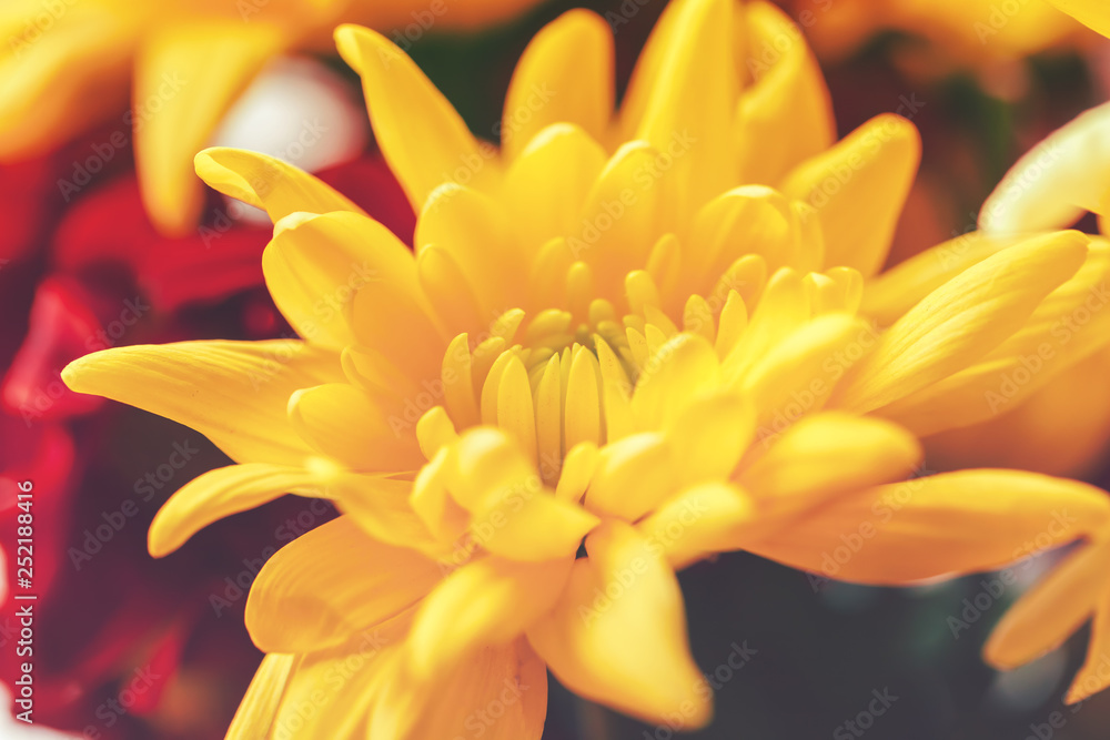 Close up of chrysanthemums