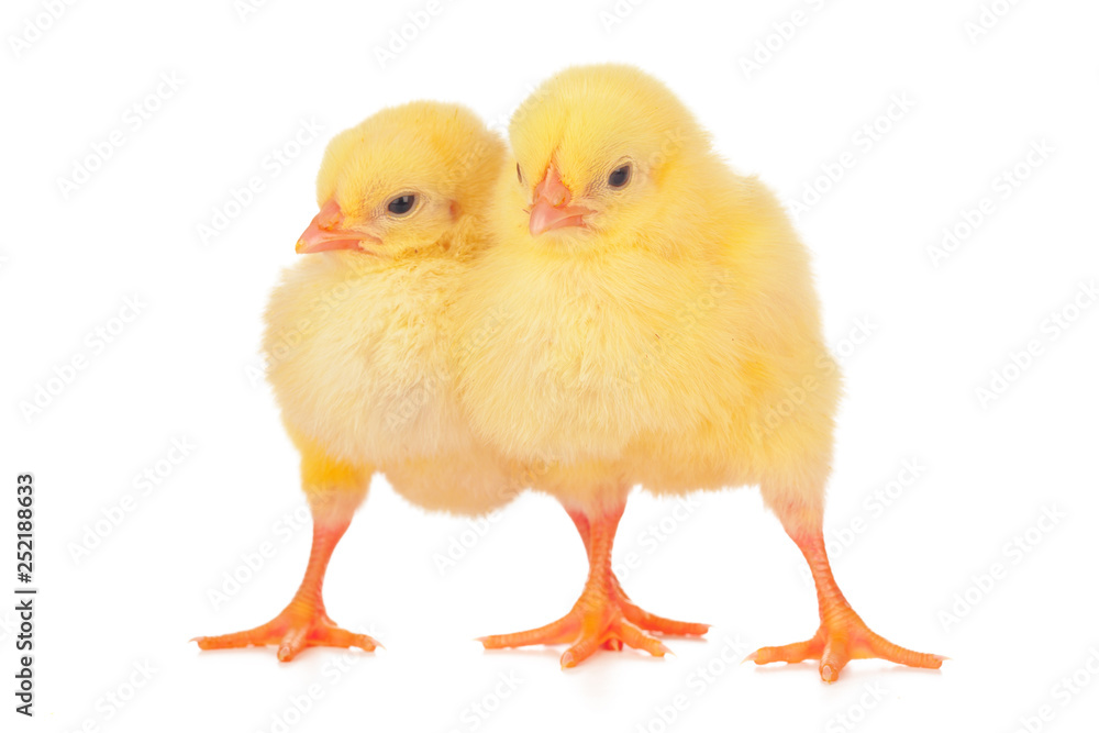 chicks in front of white background. chicks in front of white background.