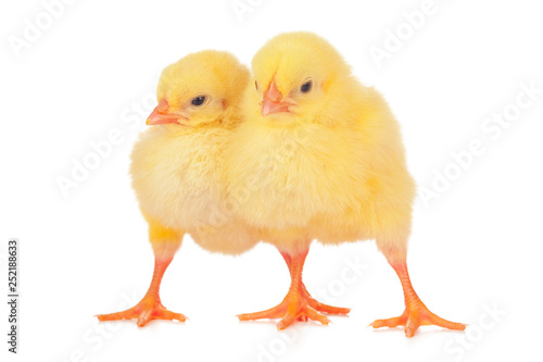 chicks in front of white background.