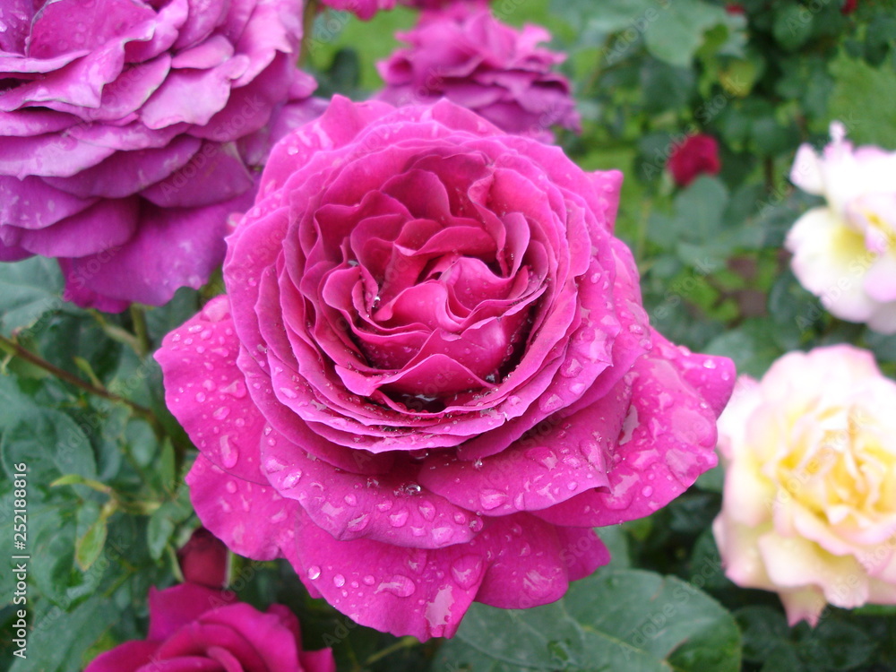 Beautiful rose flower with rain drops Beautiful rose flower with rain drops