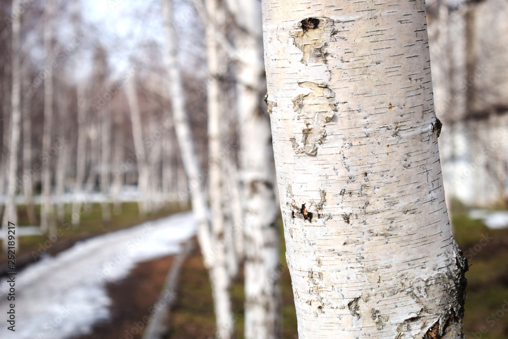 Fototapeta premium Bare birch trees. A birch tree forest in early spring. Path, forest background