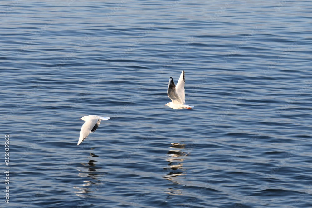 Gabbiani in volo sull'acqua del lago.