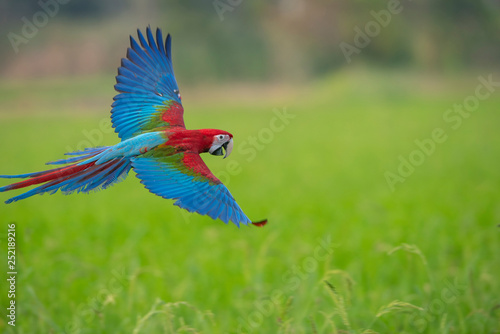 Macaw flying on green rice fields