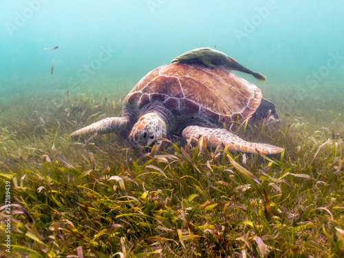 Foto Green Sea Turtle Eating Seagrass - Akumal, Yucatan, Mexico