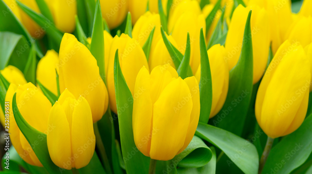 Beautiful yellow tulips. The beginning of the spring holidays. Background for greeting cards. Beautiful yellow tulips. The beginning of the spring holidays. Background for greeting cards.
