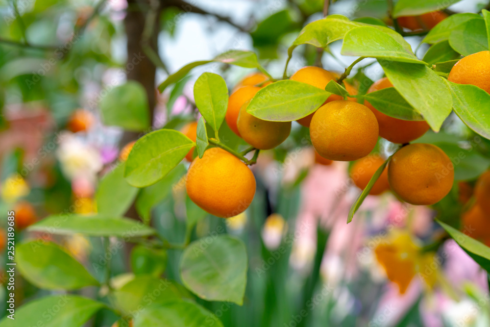 Ripe orange tangerines on a branch.