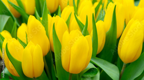 Beautiful yellow tulips. The beginning of the spring holidays. Background for greeting cards.