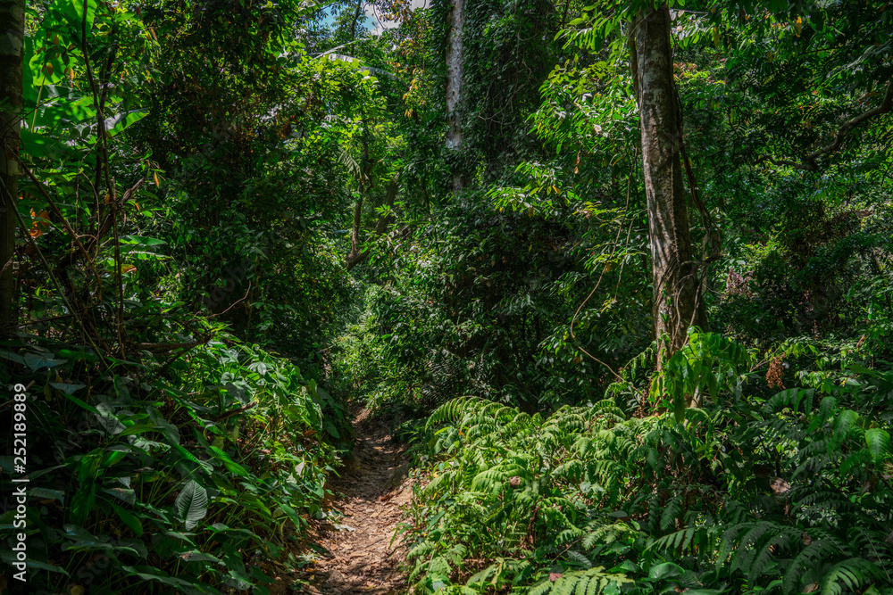 Green tropical forest path through green jungle, hiking in Thailand 