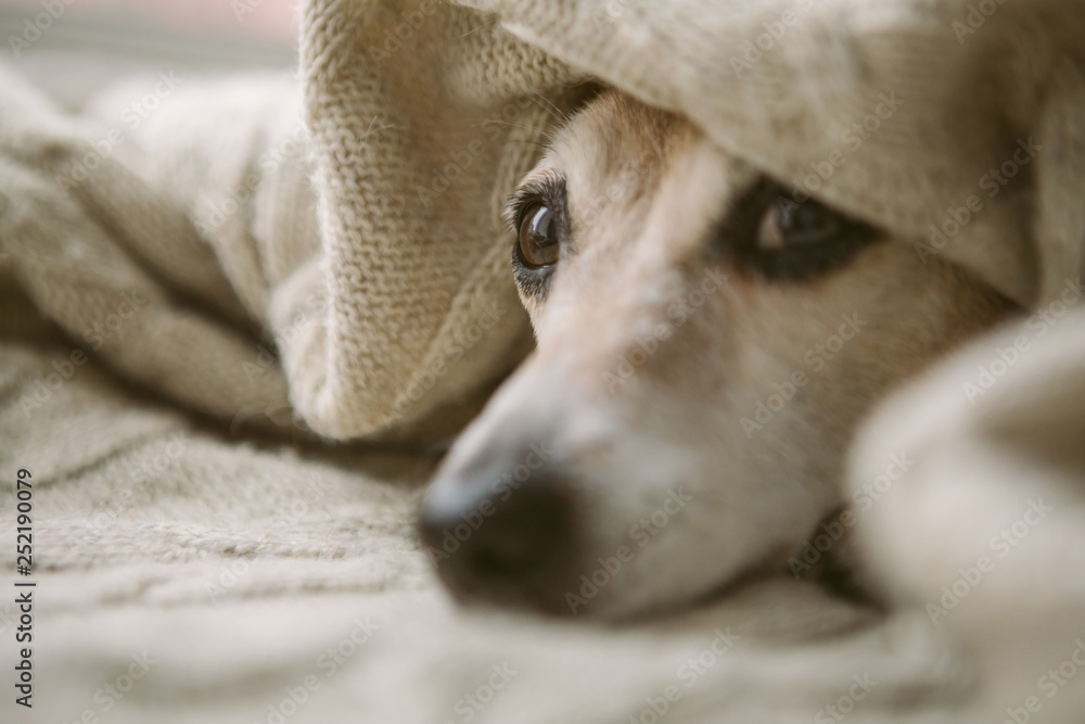Sad relaxed sleepy dog eyes aunder the blanket. Napping at cozy bed. Pet comfortable rest care