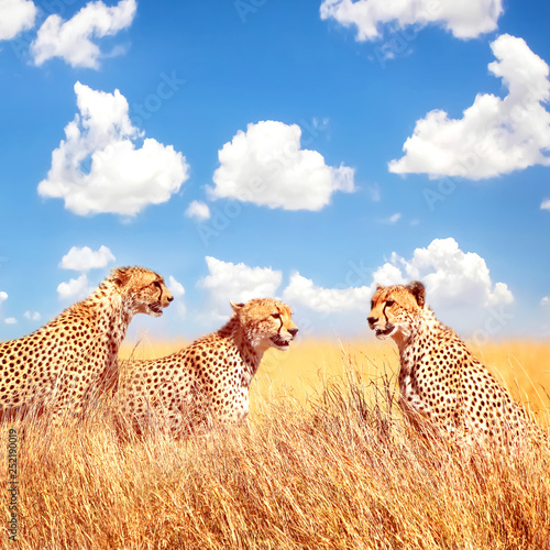 Group of cheetahs in the African savannah. Africa, Tanzania, Serengeti National Park. Square image. Copy space.