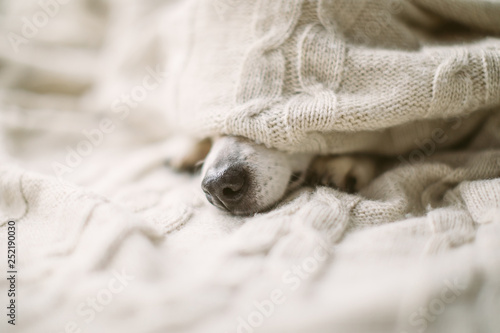 Dog nose under the blanket. sick ill flu dog nose in bed. Cozy home recovering