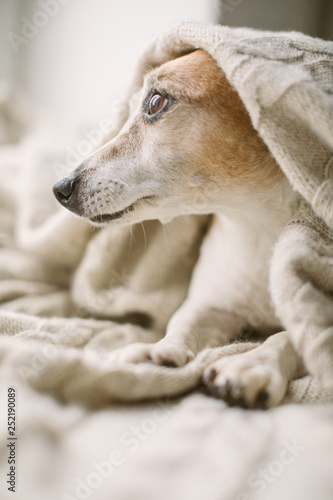 Fototapeta Naklejka Na Ścianę i Meble -  Adorable dog comfortable covered with blanket looking to the window. Dreamy Jack Russell terrier nostalgia look.