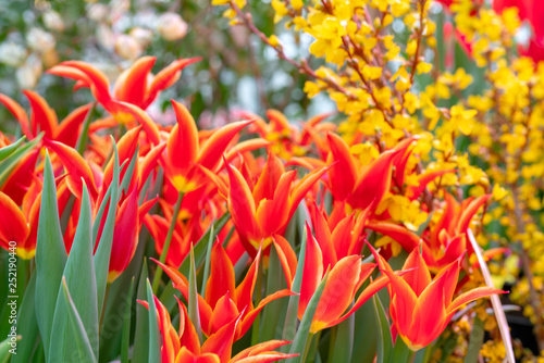 Beautiful red tulips Tulipa sprengeri. The beginning of the spring holidays. Background for greeting cards. photo