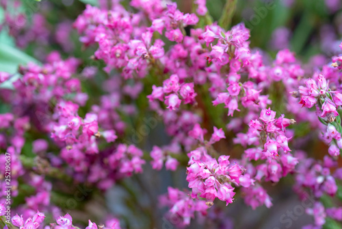 Beautiful small pink flowers.
