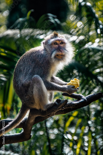 Bali Monkey Forest © Neelendu