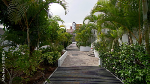 Pathwalk with growing green palm trees around.